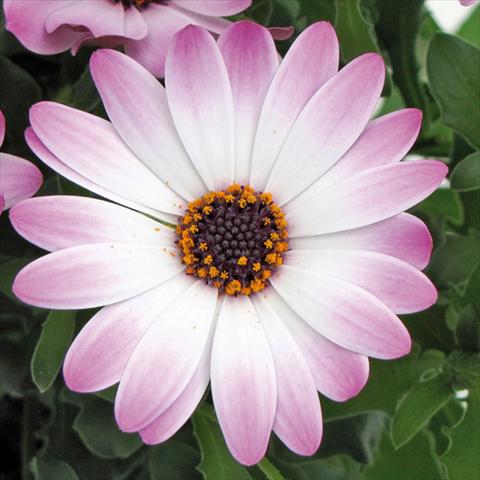Photos von Blumenvarianten benutzt als: Topf Osteospermum FlowerPower® Lavender and White