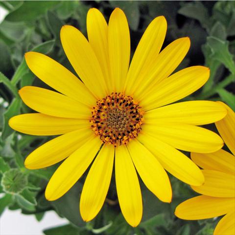 Photos von Blumenvarianten benutzt als: Topf Osteospermum FlowerPower® Yellow