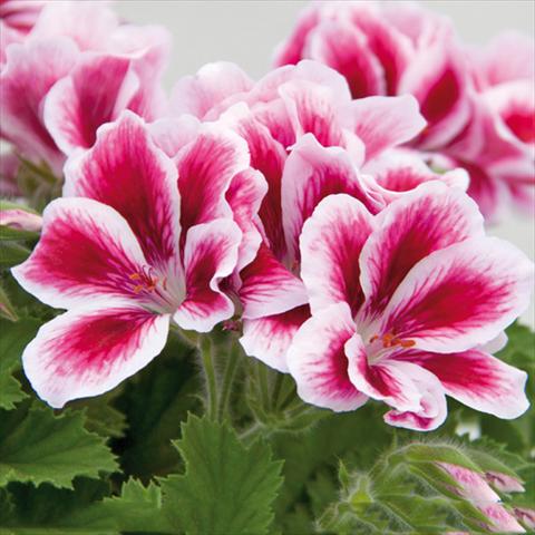 Photos von Blumenvarianten benutzt als: Topf Pelargonium grandiflorum Novita Pink Bicolor