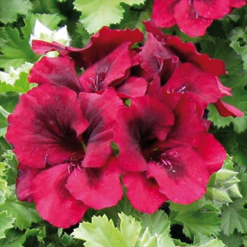 Photos von Blumenvarianten benutzt als: Terrasse, Topf Pelargonium grandiflorum Novita Purple Red