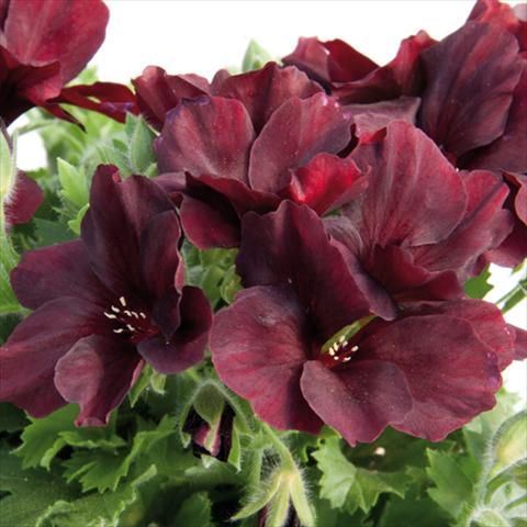 Photos von Blumenvarianten benutzt als: Topf Pelargonium grandiflorum Novita Ruby Red