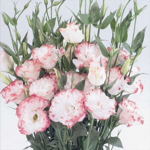 Photos von Blumenvarianten benutzt als: Schnittblume Lisianthus F.1 Magic Rose Picotee
