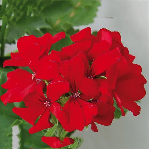 Photos von Blumenvarianten benutzt als: Terrasse, Topf Pelargonium interspec. Marcada Dark Red