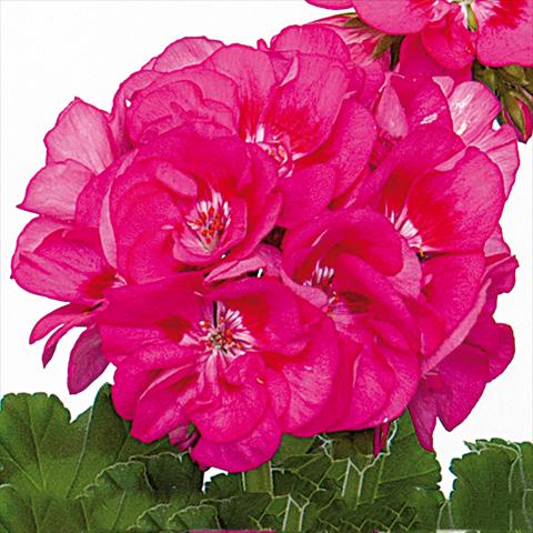 Photos von Blumenvarianten benutzt als: Topf Pelargonium zonale Sunrise® Ella