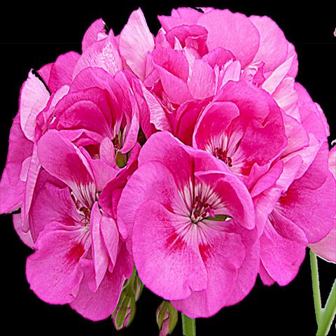 Photos von Blumenvarianten benutzt als: Topf Pelargonium zonale Sunrise® Gomera