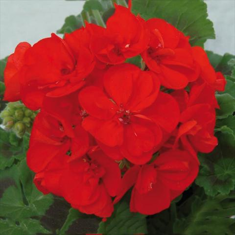 Photos von Blumenvarianten benutzt als: Topf Pelargonium zonale Sunrise® XL Elara