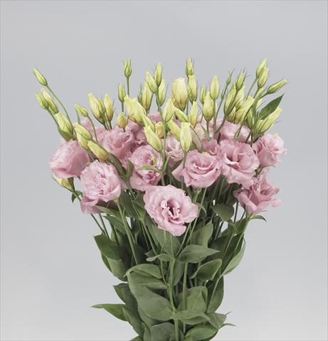 Photos von Blumenvarianten benutzt als: Schnittblume Lisianthus F.1 Magic Rose