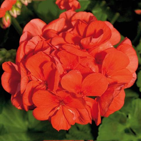 Photos von Blumenvarianten benutzt als: Topf Pelargonium zonale Sunrise® XL Mandarin