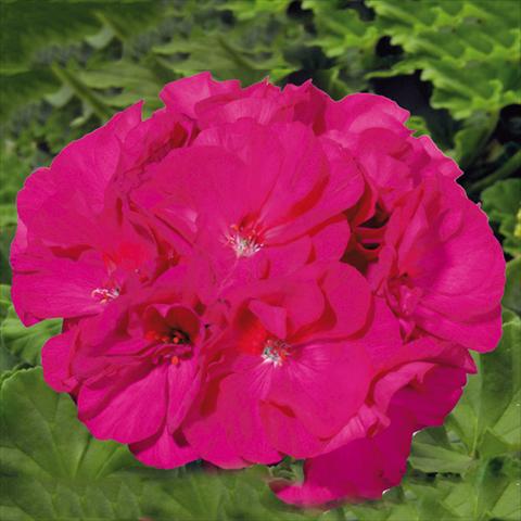 Photos von Blumenvarianten benutzt als: Topf Pelargonium zonale Sunrise® XL Evita