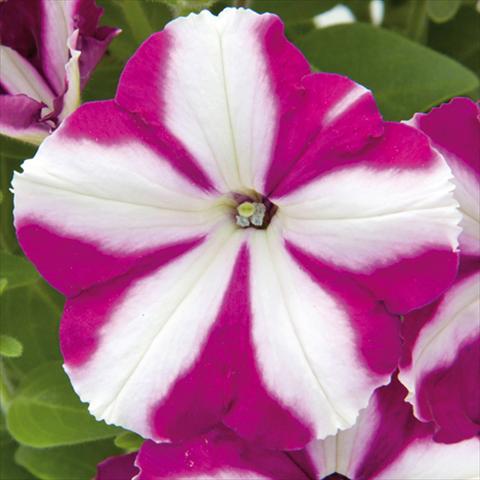 Photos von Blumenvarianten benutzt als: Beet, Topf oder Ampel Petunia hybrida Bonnie Carmine Star