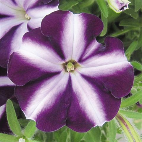 Photos von Blumenvarianten benutzt als: Beet, Topf oder Ampel Petunia hybrida Bonnie Purple Star