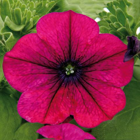 Photos von Blumenvarianten benutzt als: Beet, Topf oder Ampel Petunia hybrida Bonnie Magenta