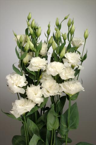 Photos von Blumenvarianten benutzt als: Schnittblume Lisianthus F.1 Magic White