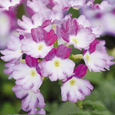 Photos von Blumenvarianten benutzt als: Topf Verbena Bebop®Lavender