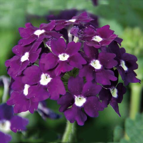 Photos von Blumenvarianten benutzt als: Topf Verbena Blues® Velvet