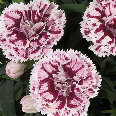 Photos von Blumenvarianten benutzt als: Topf Dianthus caryophyllus Super Trouper® Sissy