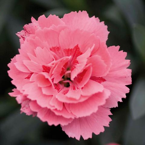 Photos von Blumenvarianten benutzt als: Topf Dianthus caryophyllus Oscar® Pink