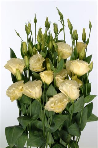 Photos von Blumenvarianten benutzt als: Schnittblume Lisianthus F.1 Magic Yellow