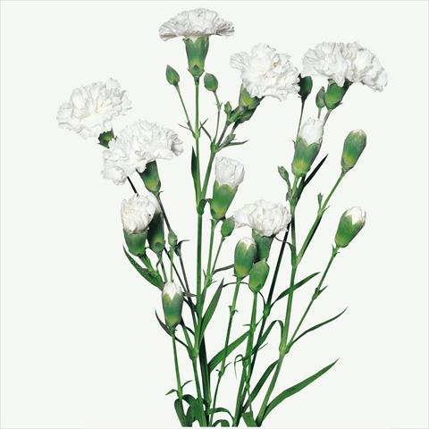 Photos von Blumenvarianten benutzt als: Schnittblume Dianthus caryophyllus Garofani a mazzolino Albatros