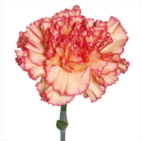 Photos von Blumenvarianten benutzt als: Schnittblume Dianthus caryophyllus Garofani standard Botticeli
