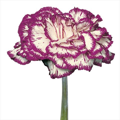 Photos von Blumenvarianten benutzt als: Schnittblume Dianthus caryophyllus Garofani standard Tico Tico