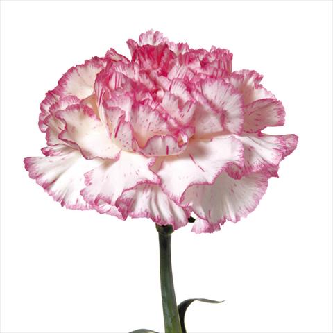 Photos von Blumenvarianten benutzt als: Schnittblume Dianthus caryophyllus Garofani standard Tico Tico Rosa
