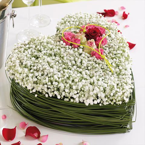 Photos von Blumenvarianten benutzt als: Schnittblume Gypsophila Gypsophila Blossom Pearls®