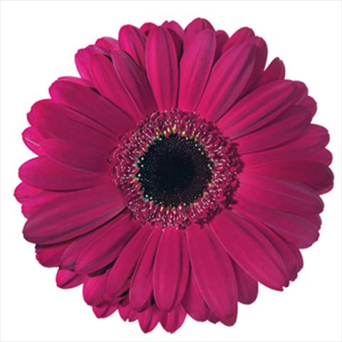 Photos von Blumenvarianten benutzt als: Schnittblume Gerbera jamesonii Macondo