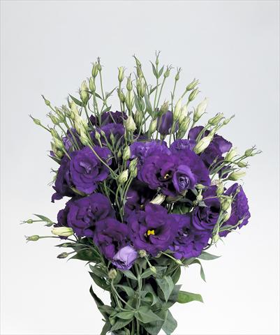 Photos von Blumenvarianten benutzt als: Schnittblume Lisianthus F.1 Super Magic Deep Blue