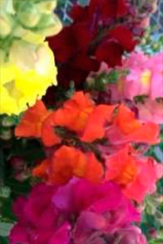 Photos von Blumenvarianten benutzt als: Topf und Beet Antirrhinum majus Snaptastic Mix