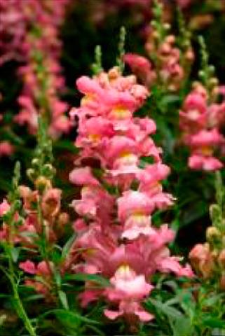 Photos von Blumenvarianten benutzt als: Topf und Beet Antirrhinum majus Snaptastic Pink