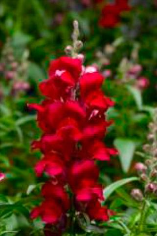 Photos von Blumenvarianten benutzt als: Topf und Beet Antirrhinum majus Snaptastic Red