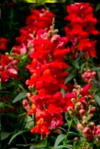 Photos von Blumenvarianten benutzt als: Topf und Beet Antirrhinum majus Snaptastic Scarlet Orange