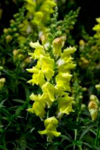 Photos von Blumenvarianten benutzt als: Topf und Beet Antirrhinum majus Snaptastic Yellow