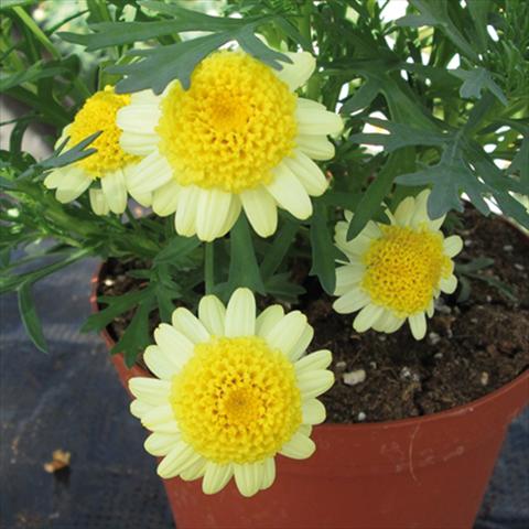 Photos von Blumenvarianten benutzt als: Topf Argyranthemum Sassy Double Yellow