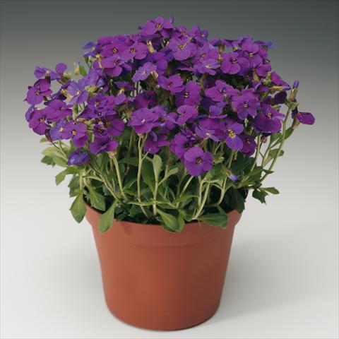 Photos von Blumenvarianten benutzt als: Topf Aubrieta hybrida Axcent Deep Purple imp