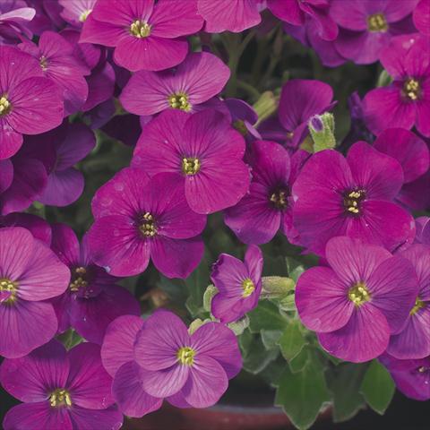 Photos von Blumenvarianten benutzt als: Topf Aubrieta hybrida Axcent Lilac imp