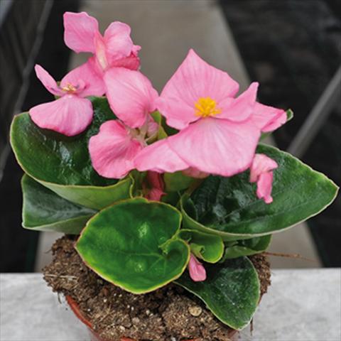 Photos von Blumenvarianten benutzt als: Topf und Beet Begonia semperflorens Topspin Pink