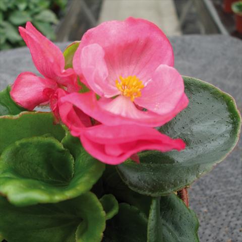 Photos von Blumenvarianten benutzt als: Topf und Beet Begonia semperflorens Topspin Rose