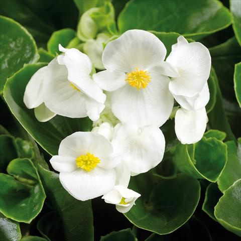 Photos von Blumenvarianten benutzt als: Topf und Beet Begonia semperflorens Topspin White