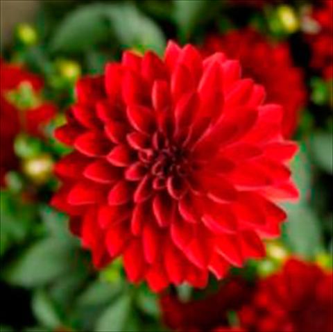 Photos von Blumenvarianten benutzt als: Topf Dahlia x hybrida Grandalia Dark red