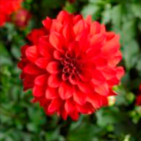 Photos von Blumenvarianten benutzt als: Topf Dahlia x hybrida Grandalia Red