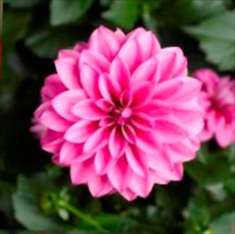 Photos von Blumenvarianten benutzt als: Topf Dahlia x hybrida Grandalia Rose
