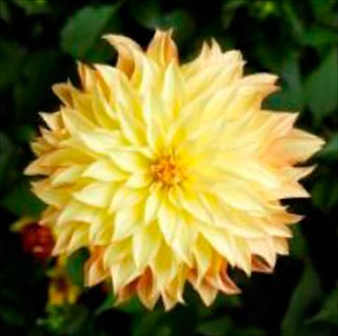 Photos von Blumenvarianten benutzt als: Topf Dahlia x hybrida Grandalia Sunny flame