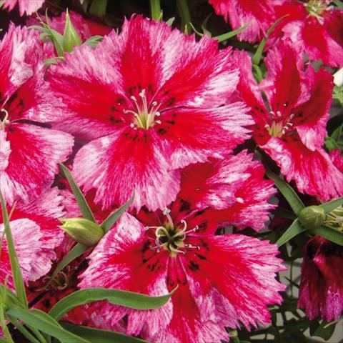 Photos von Blumenvarianten benutzt als: Topf Dianthus chinensis Super Parfait Crimson Star
