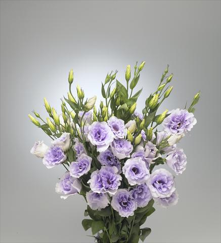 Photos von Blumenvarianten benutzt als: Schnittblume Lisianthus (Eustoma grandiflorum) Super Magic Lavender