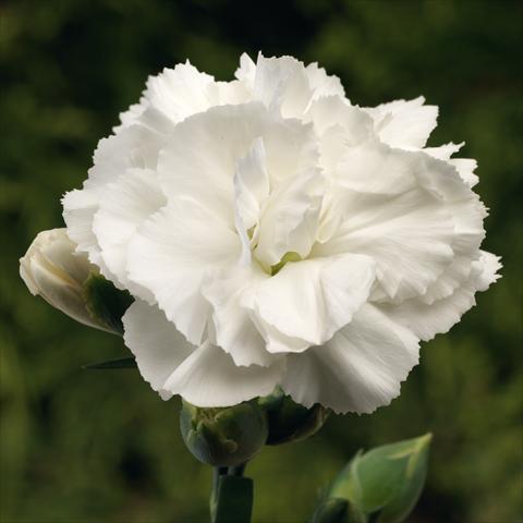 Photos von Blumenvarianten benutzt als: Topf Dianthus Suncharm White