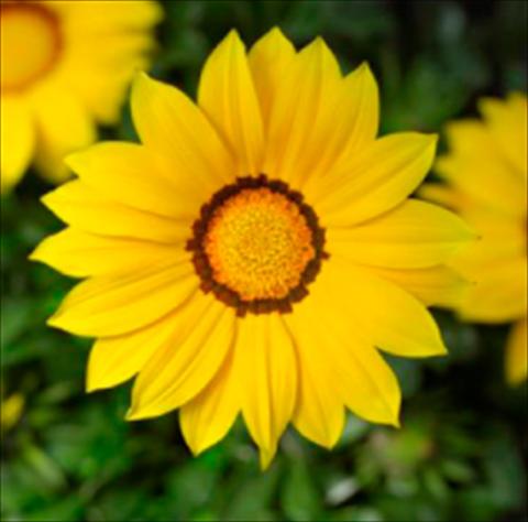 Photos von Blumenvarianten benutzt als: Topf und Beet Gazania rigens Kiss Yellow Imp