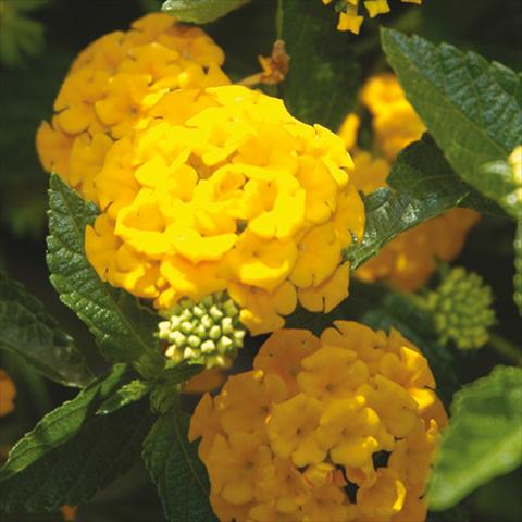 Photos von Blumenvarianten benutzt als: Topf und Beet Lantana camara Bandana Landscape Gold