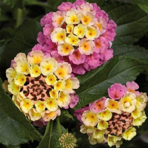 Photos von Blumenvarianten benutzt als: Topf und Beet Lantana camara Bandana Landscape Pink